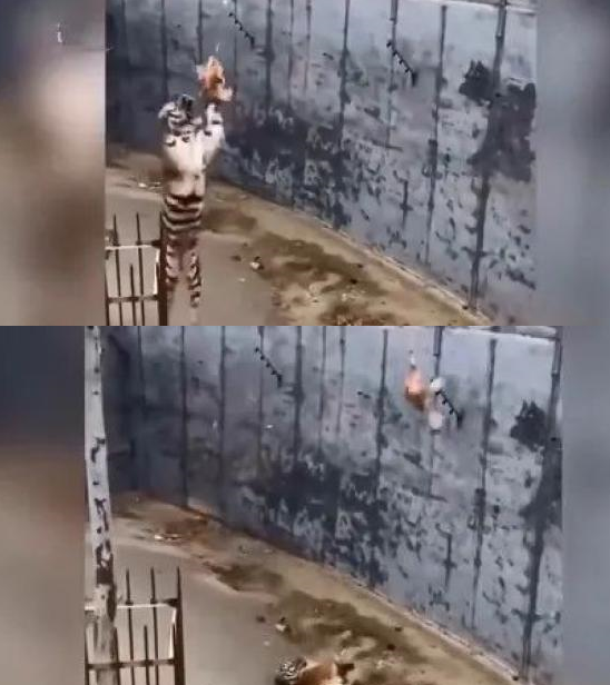 秘网红塔罗牌占卜敛财术开元棋牌【8点见】揭(图5)